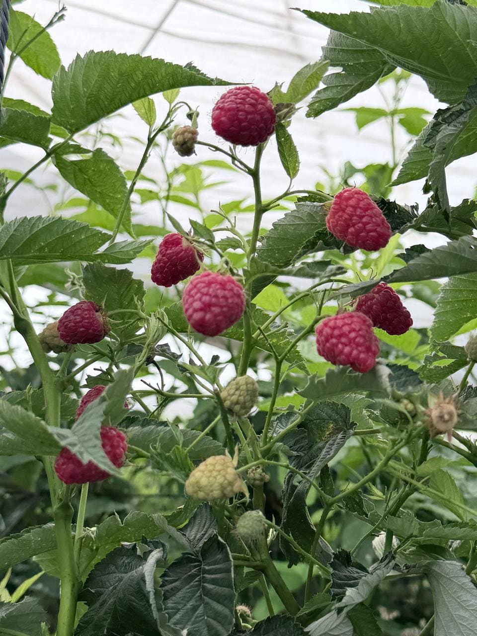 Frambuesas rojas en distintos grados de maduración en la planta