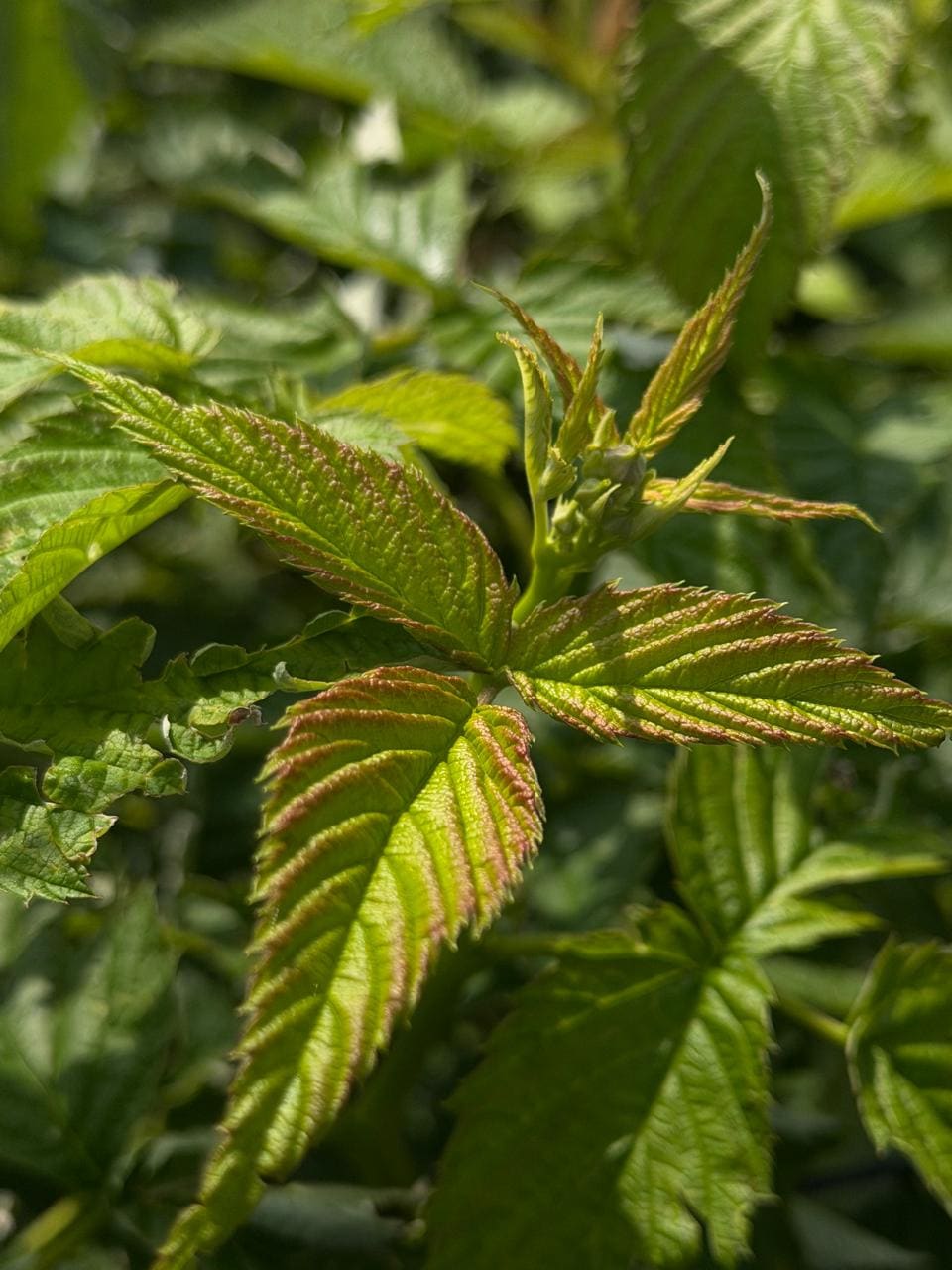Brote nuevo de una planta de frambuesa